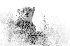 Cheetah Whiteout